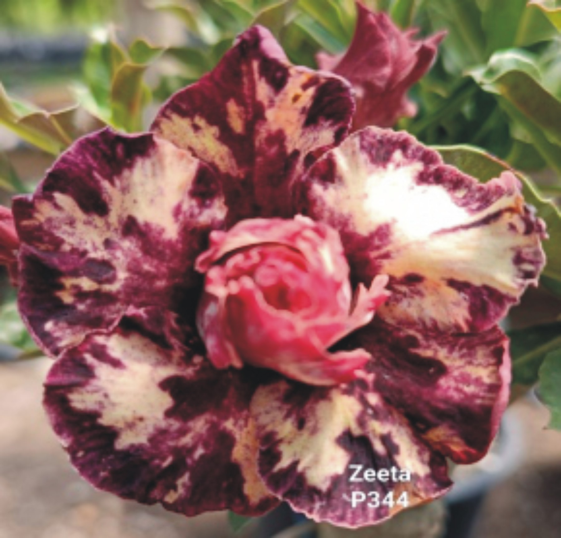 Adenium