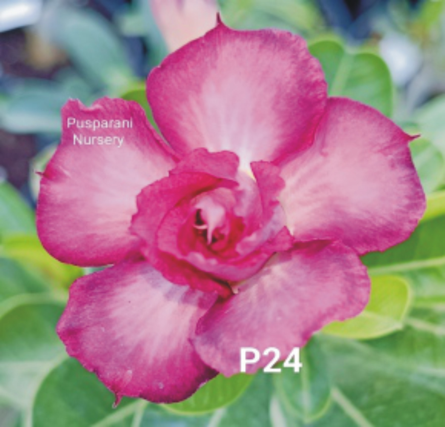 Adenium