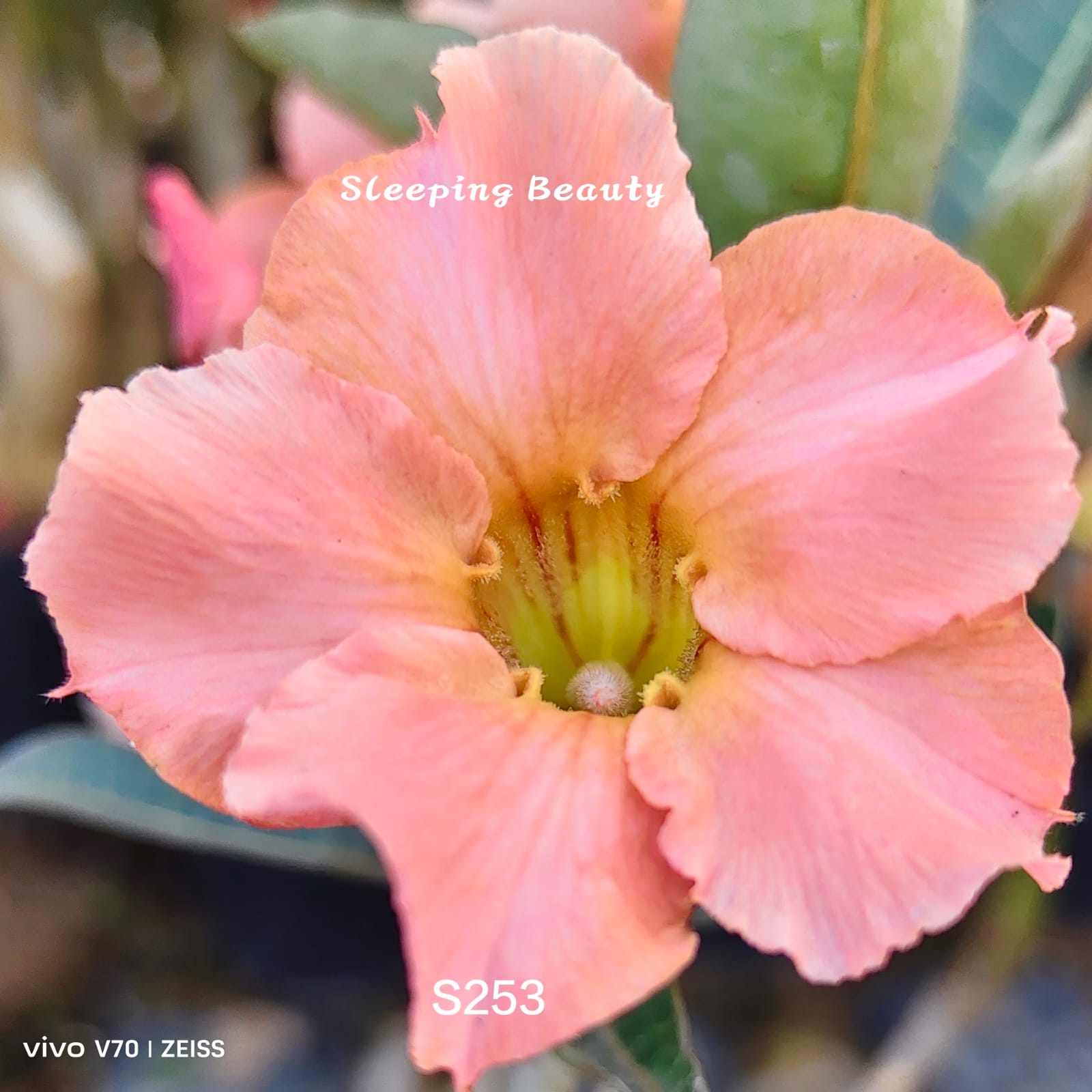 Adenium