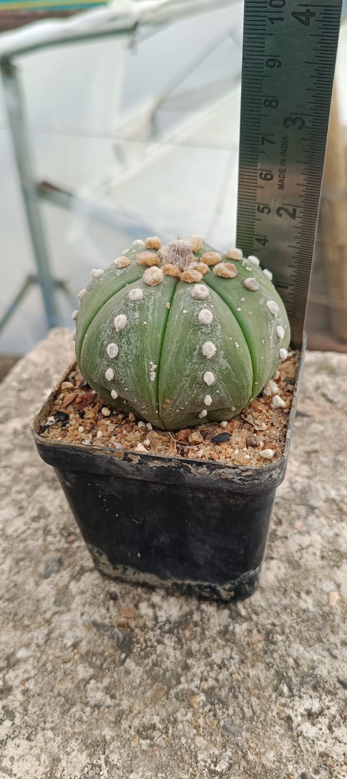 Astrophytum asterias