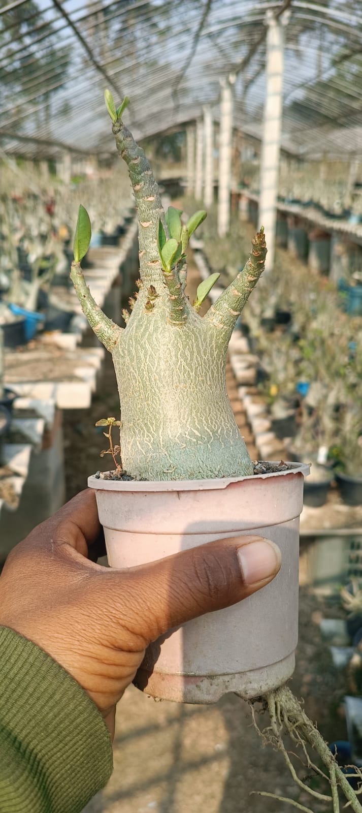 Adenium Arabicum