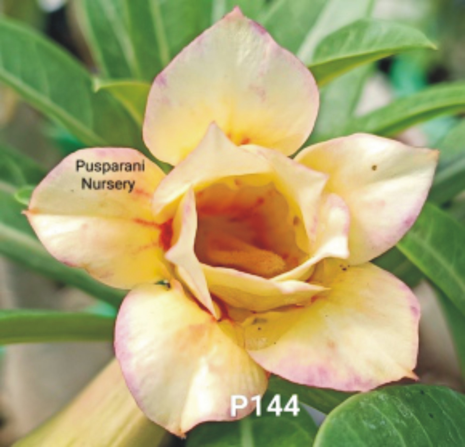 Adenium