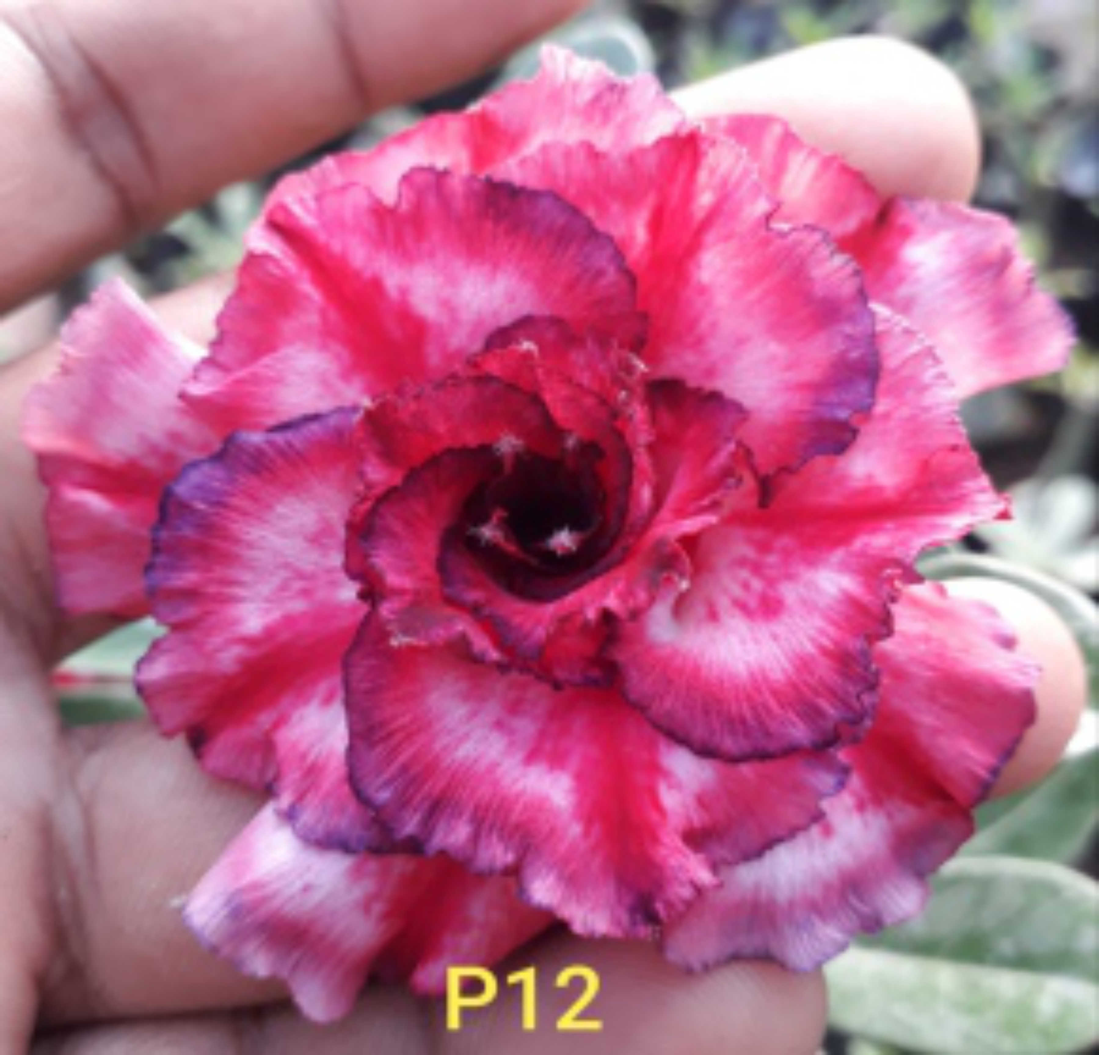 Adenium