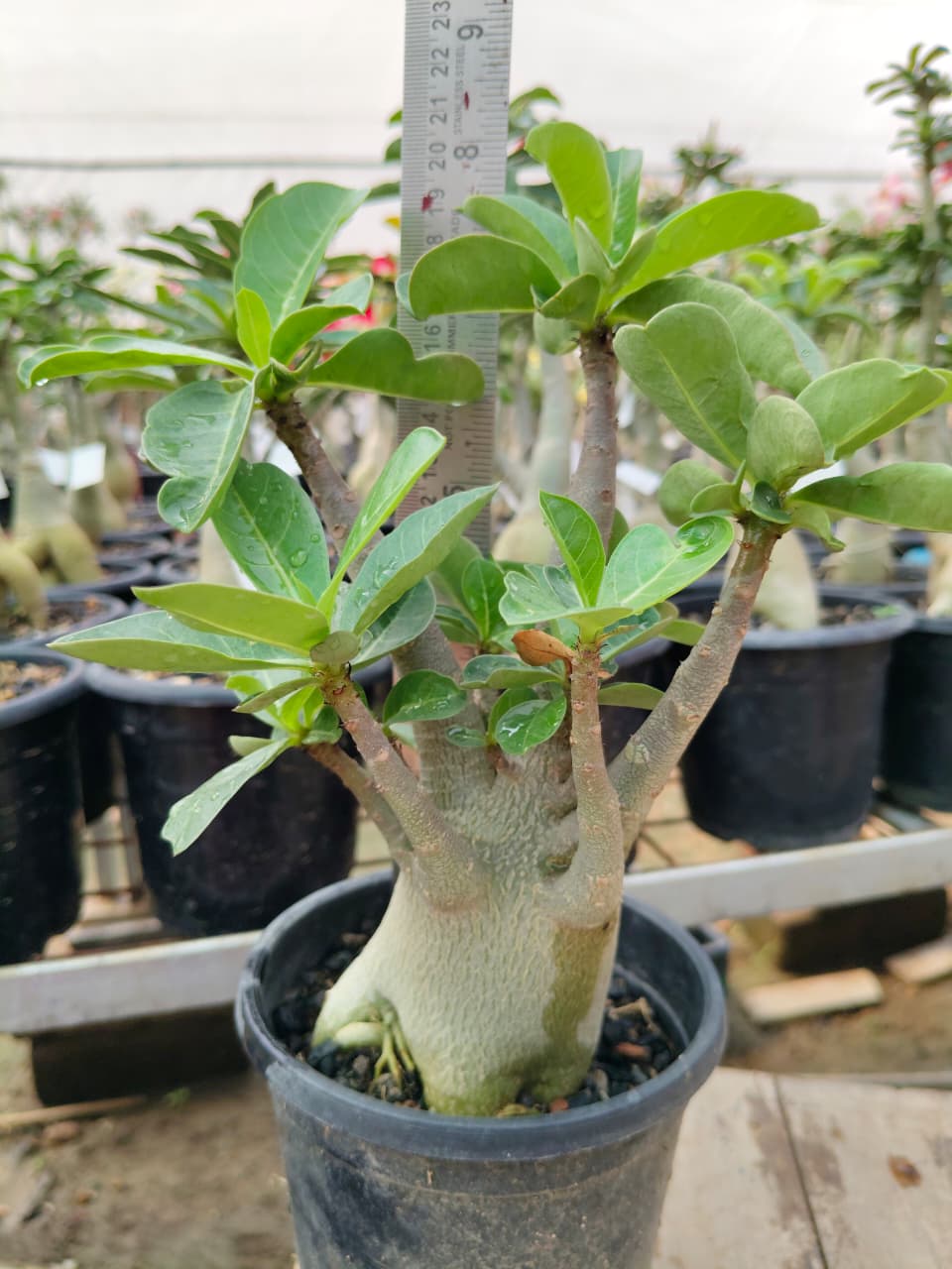 Adenium Arabicum