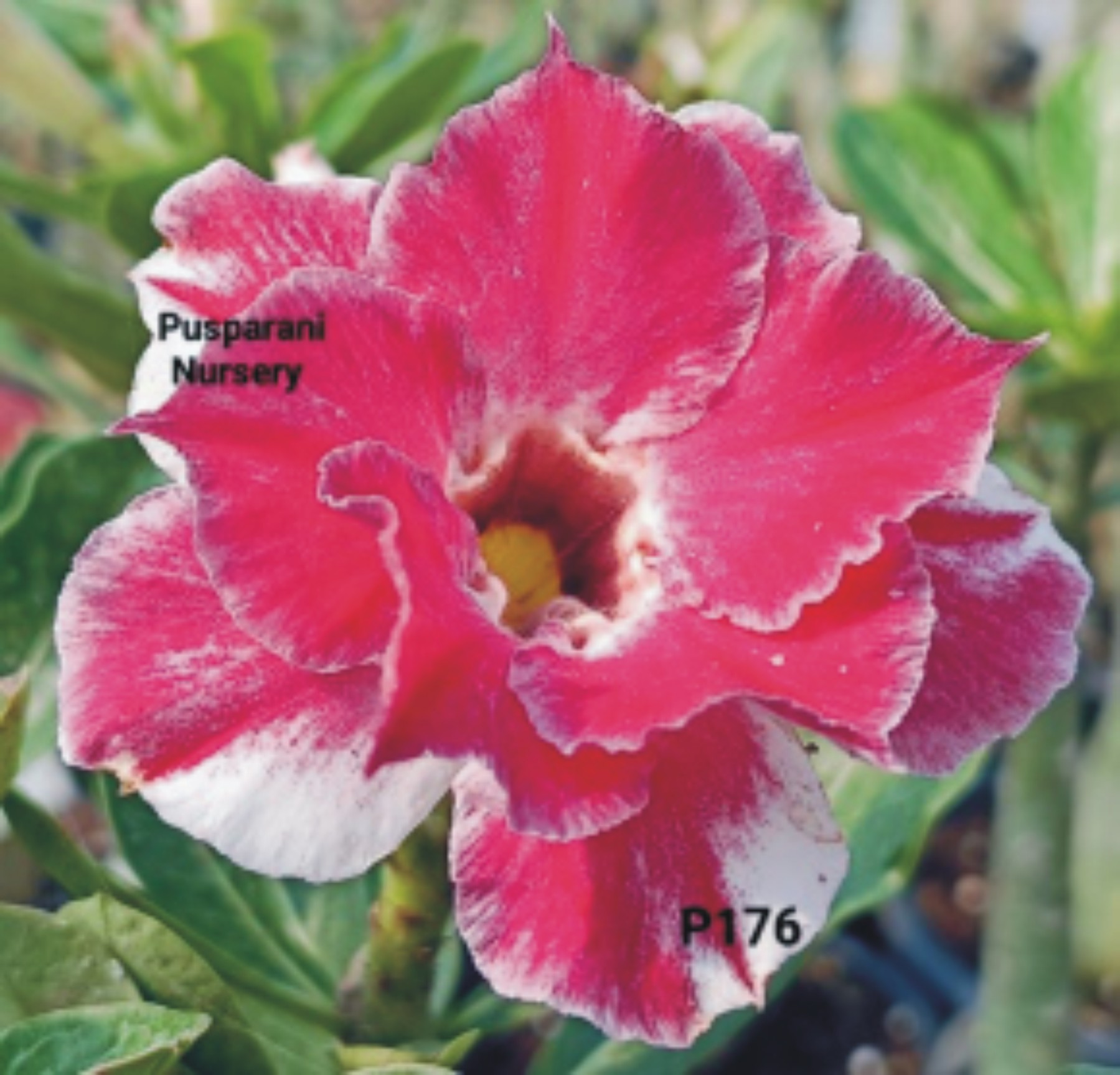 Adenium