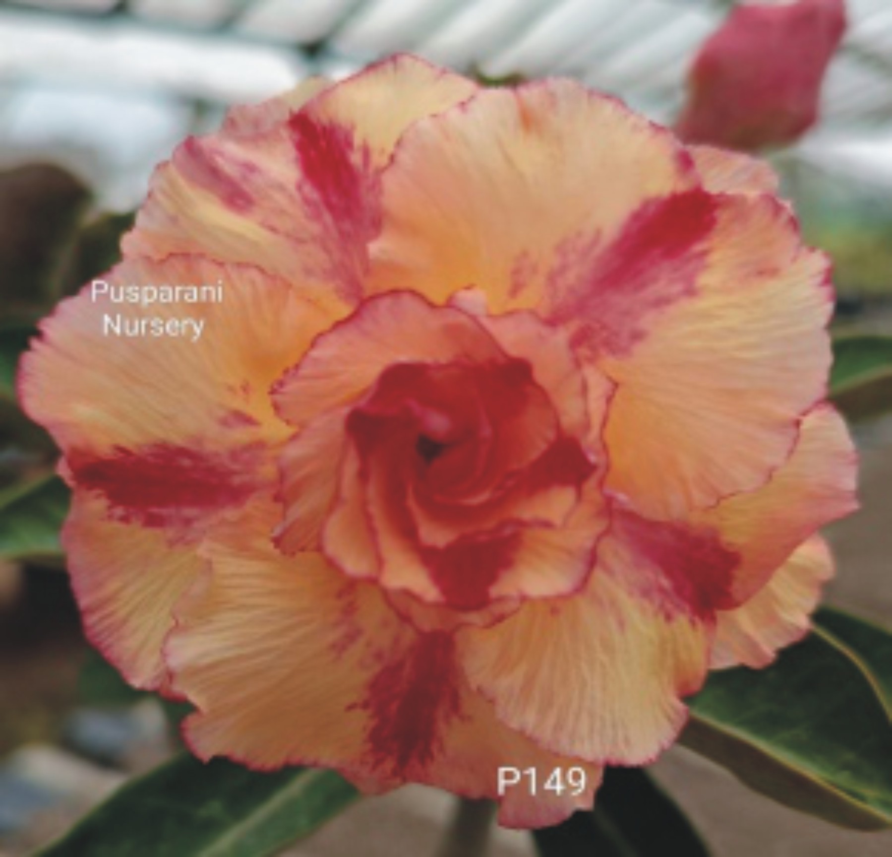 Adenium