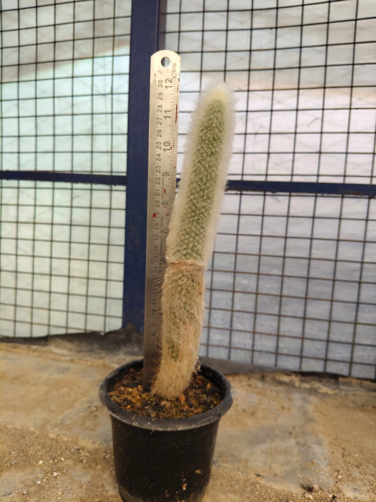 Cephalocereus Senilis (Old Man Cactus)