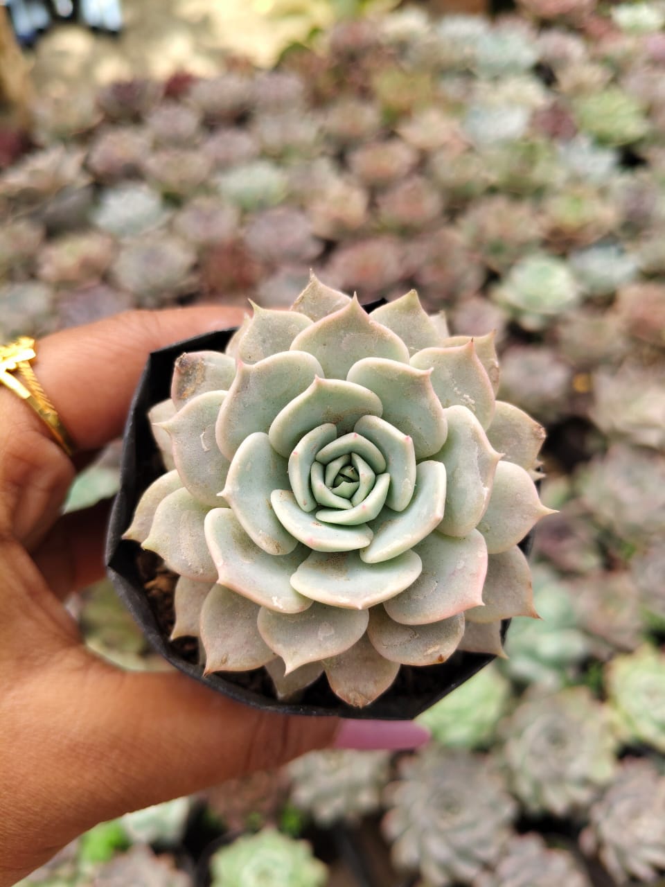Echeveria elegans (Maxican snowball)