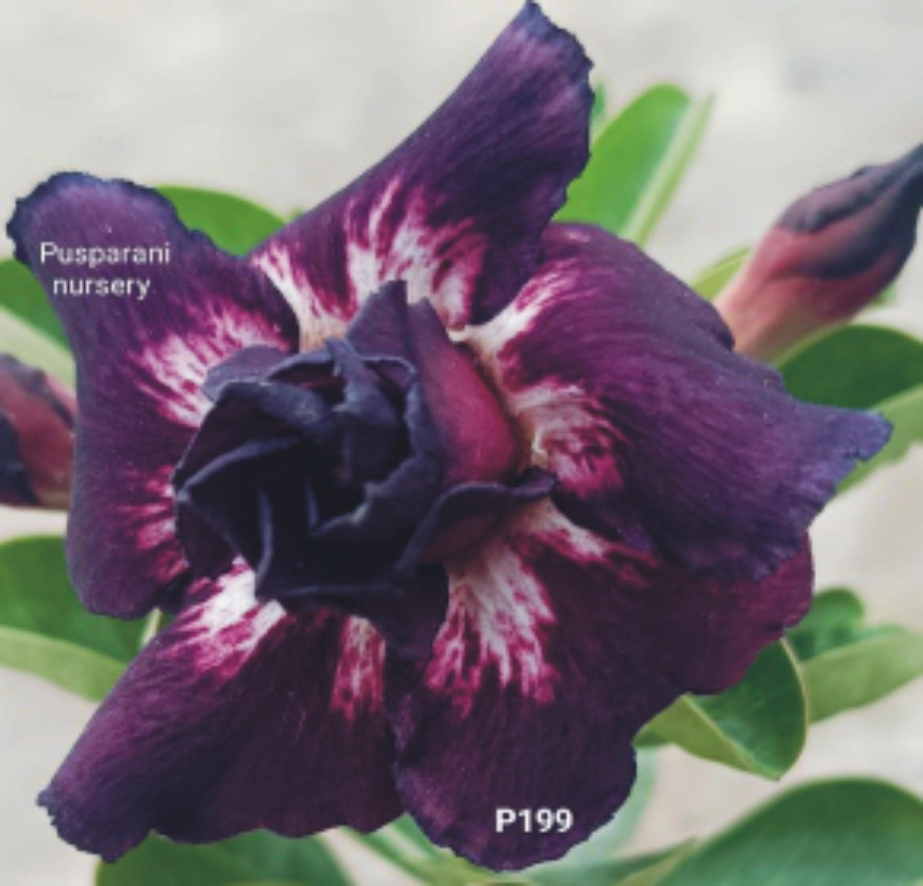 Adenium