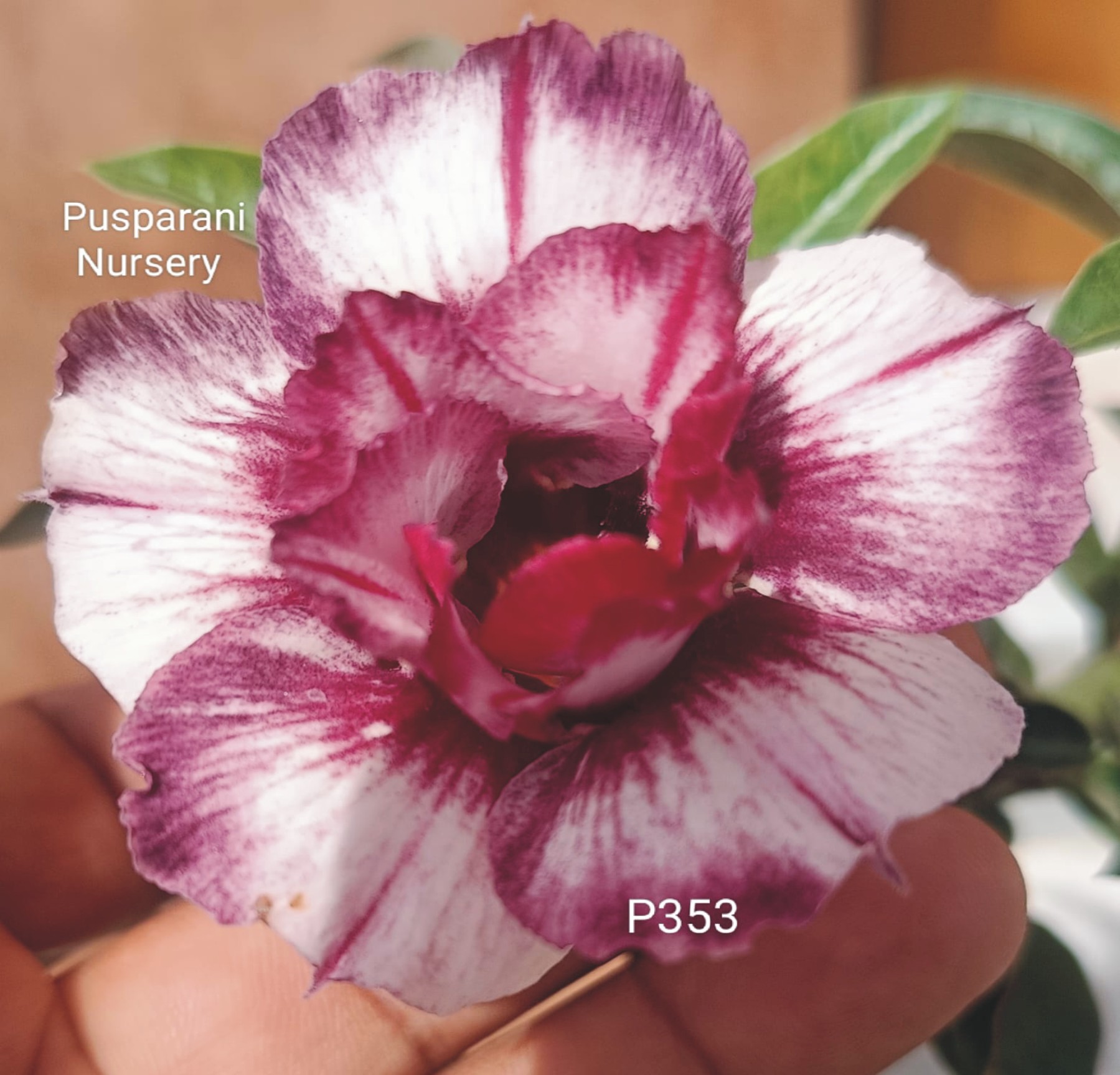 Adenium