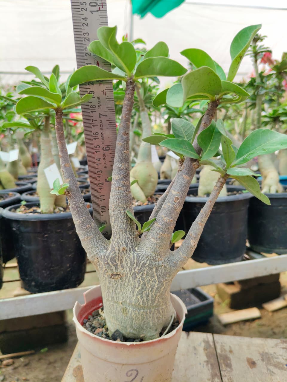 Adenium Arabicum