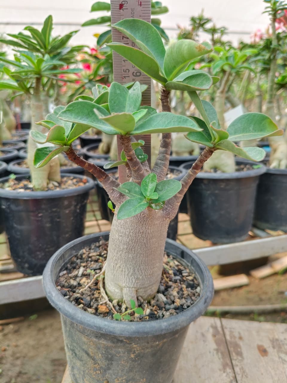 Adenium Arabicum