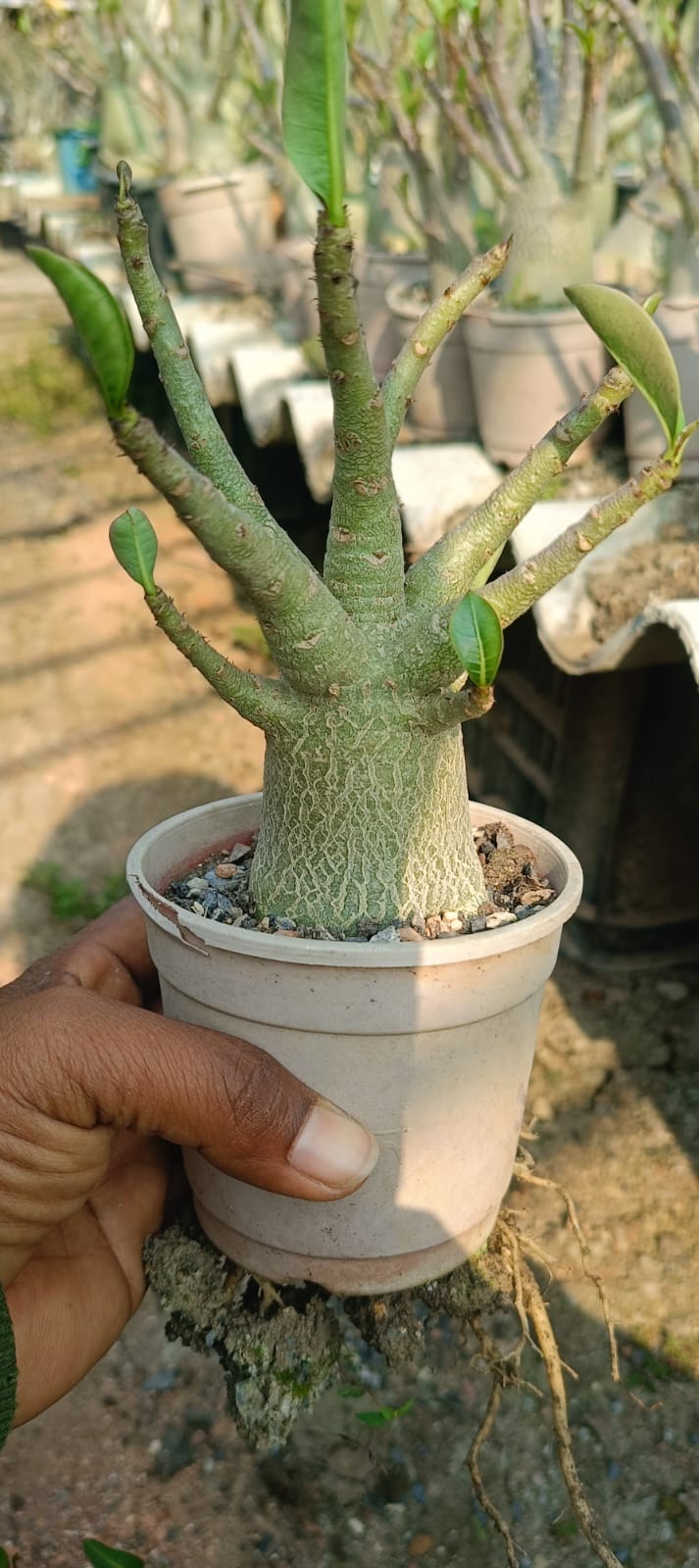 Adenium Arabicum