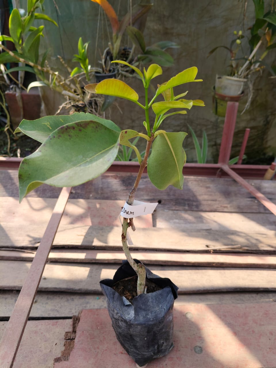 Jamun plant 