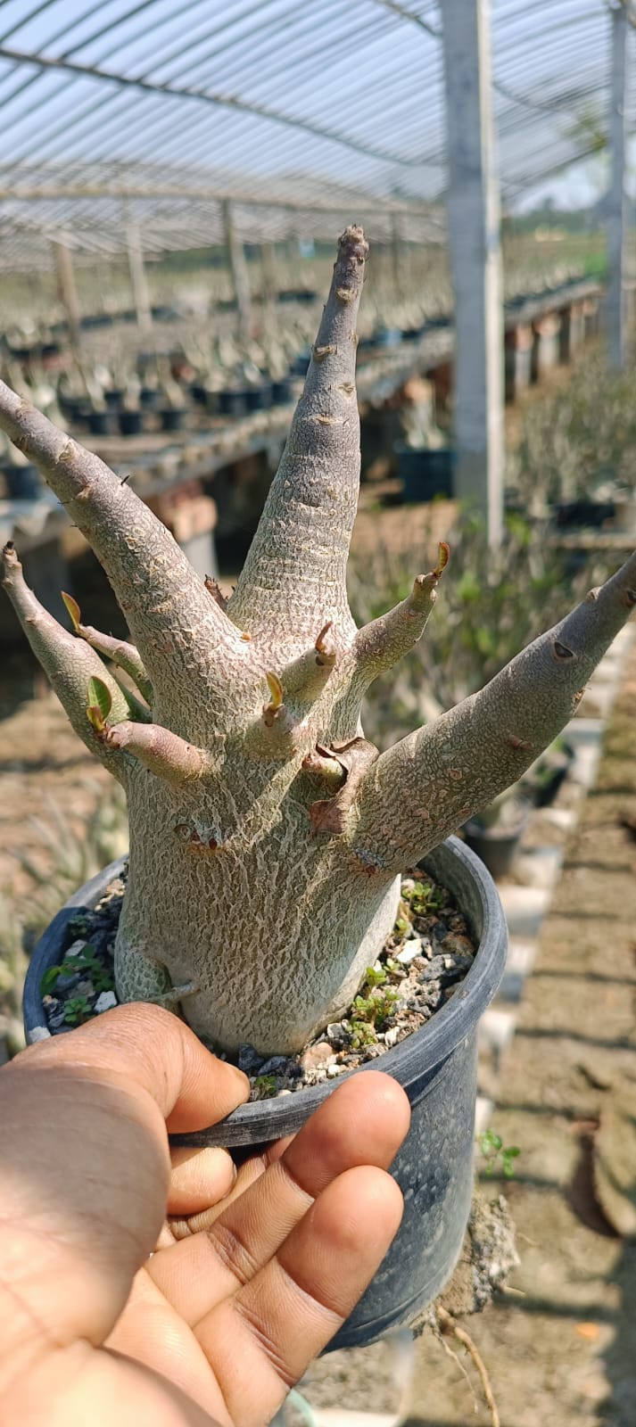 Adenium Arabicum