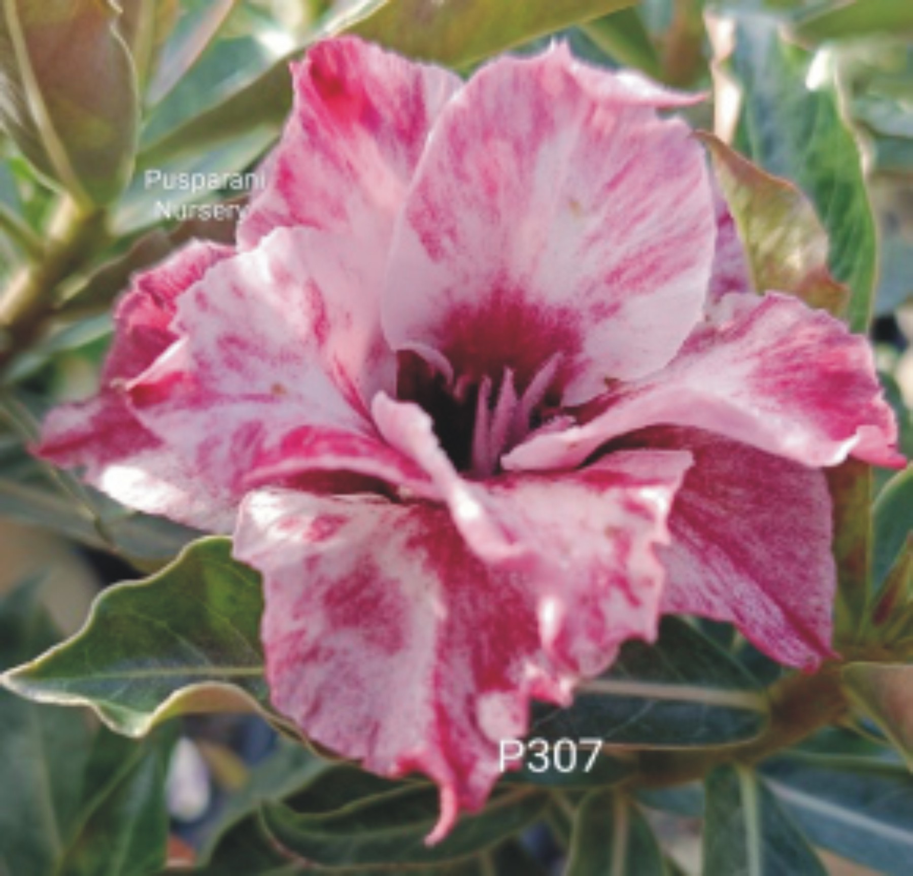 Adenium