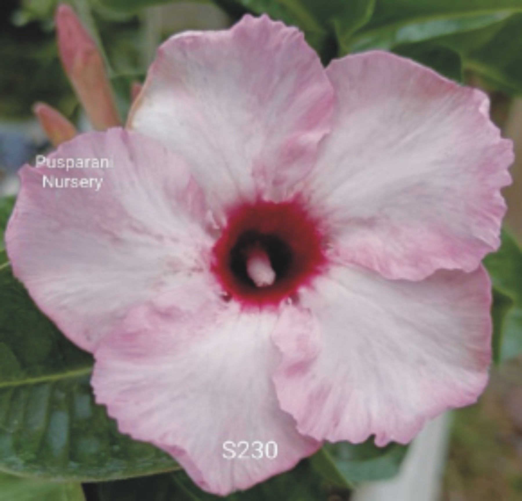 Adenium