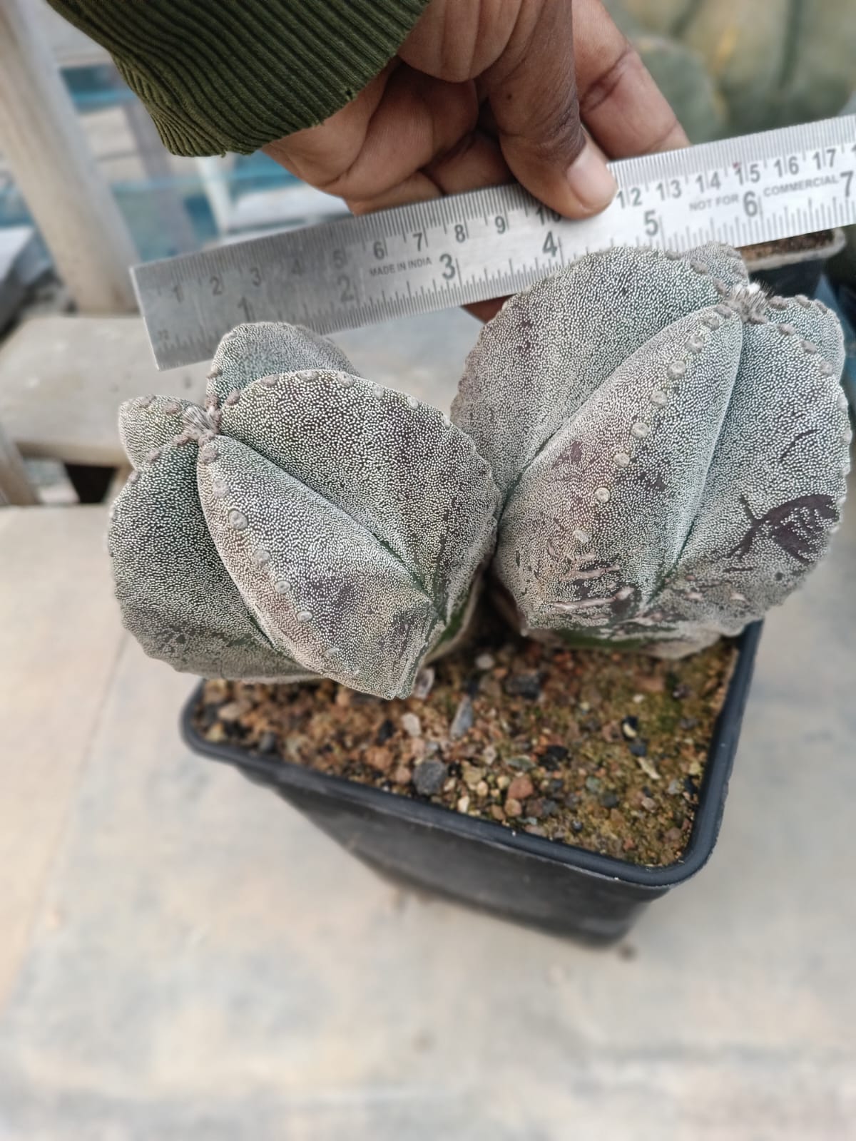 Astrophytum Myriostigma