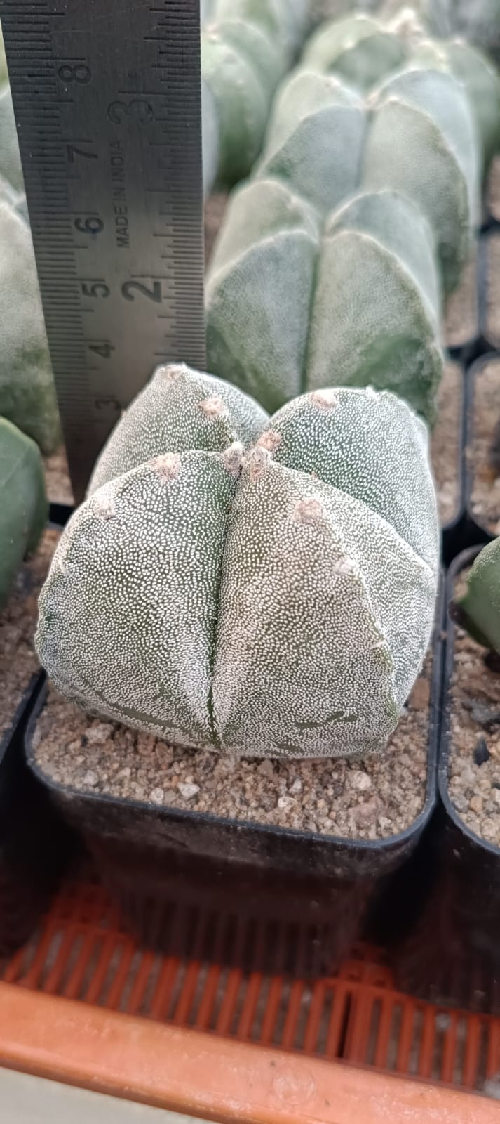 Astrophytum myriostigma