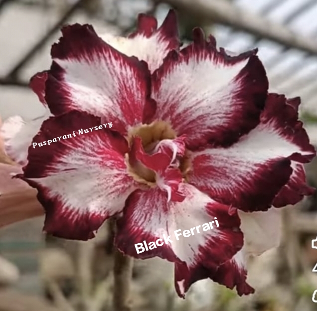 Adenium